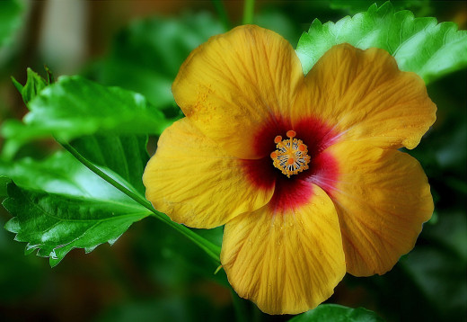 �1764728 �������(a): ����������:2048x1409